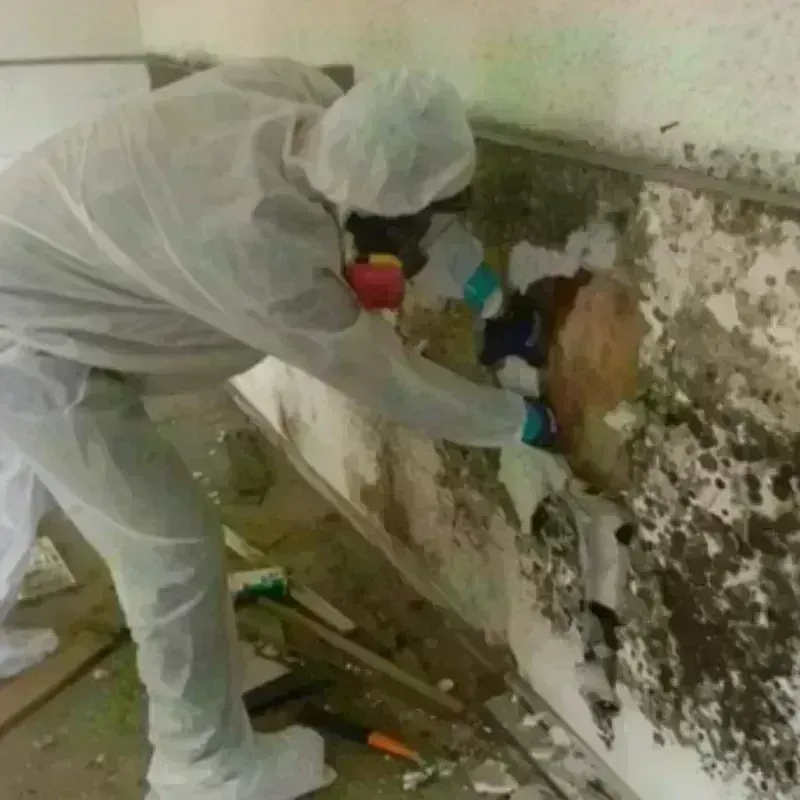 Mold Remediation and Removal in Pennington County, SD